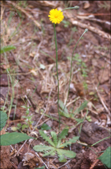 Hypochoeris radicata L.