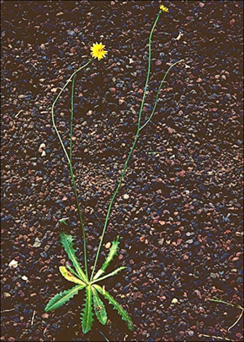 Hypochoeris radicata L.