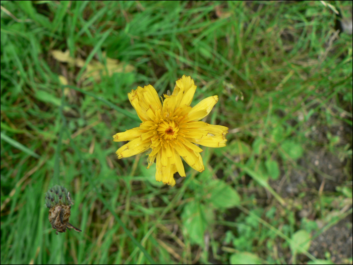 Hypochoeris radicata L.