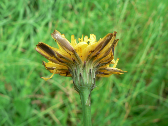 Hypochoeris radicata L.