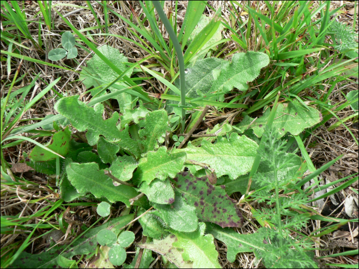 Hypochoeris radicata L.