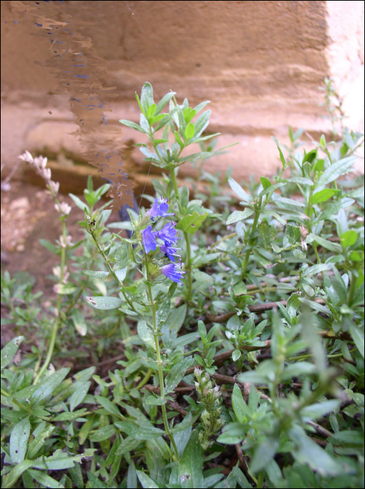 Hyssopus officinalis L.