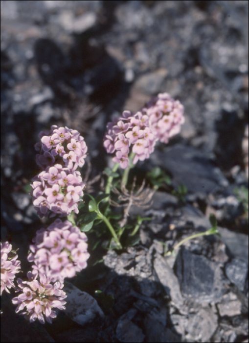 Iberis carnosa Willd. (=Iberis spathulata)