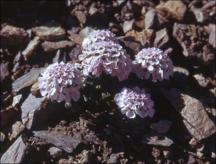 Iberis carnosa Willd. (=Iberis spathulata)