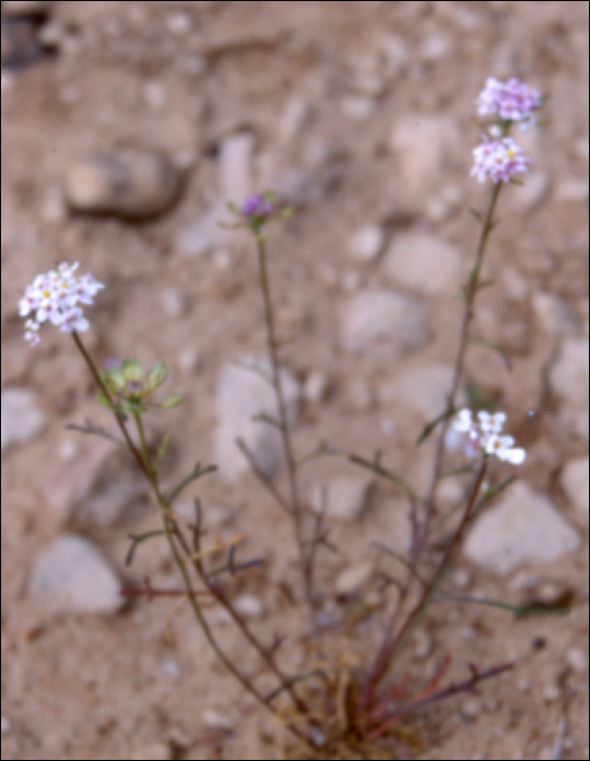 Iberis pinnata