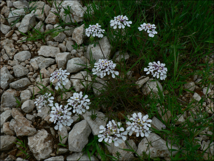 Iberis pinnata