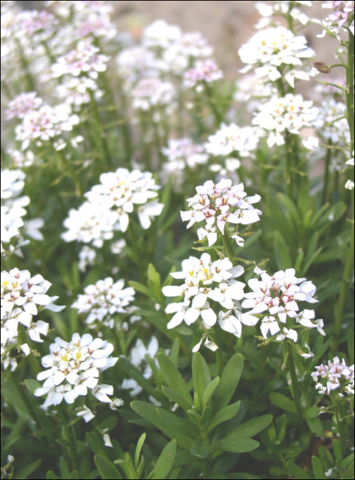 Iberis saxatilis L. (=Iberis sempervirens)