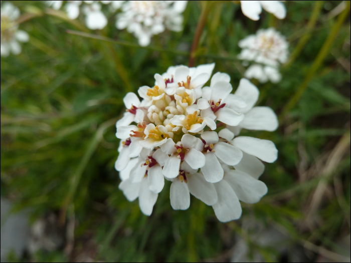 Iberis saxatilis L. (=Iberis sempervirens)