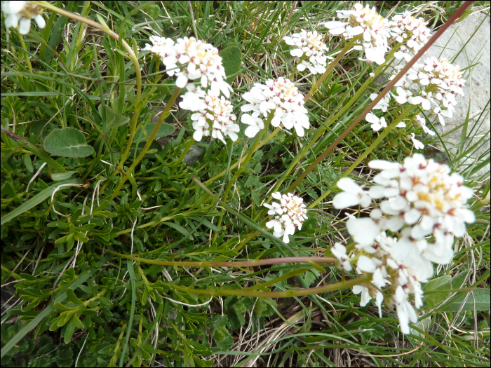 Photo de Ibéris des rochers, corbeille d'argent (Iberis saxatilis L. (=Iberis sempervirens))