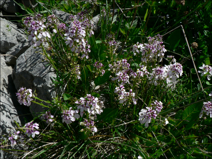 Iberis saxatilis L. (=Iberis sempervirens)