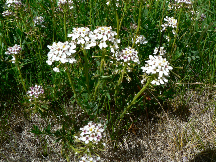 Iberis saxatilis L. (=Iberis sempervirens)