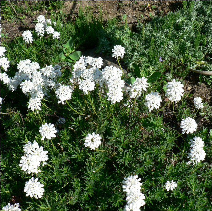 Iberis saxatilis L. (=Iberis sempervirens)