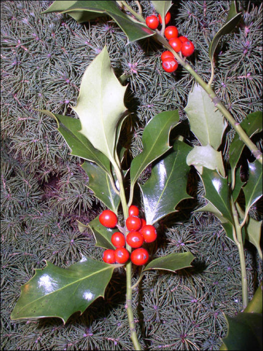 Ilex_aquifolium