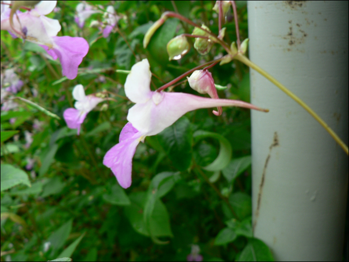 Impatiens balfourii