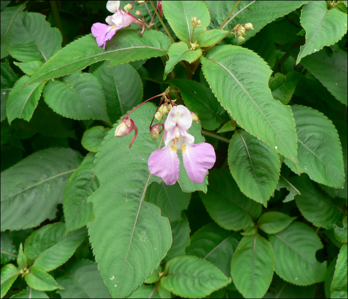 Impatiens balfourii