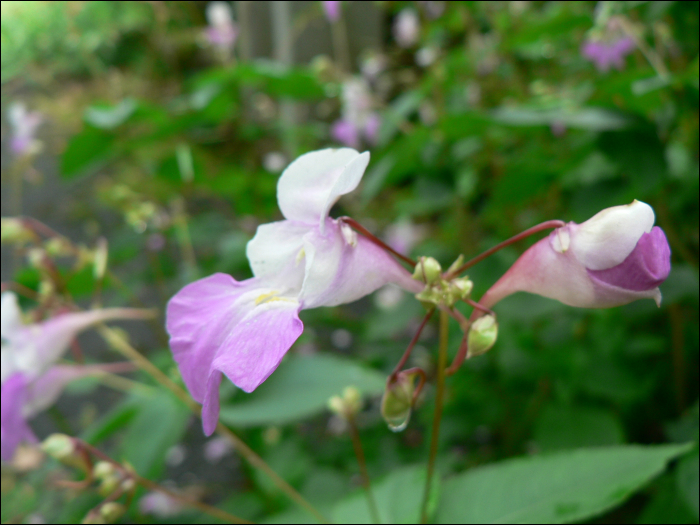 Impatiens balfourii
