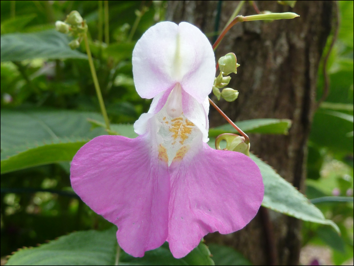 Impatiens balfourii