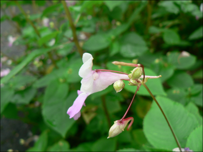 Impatiens balfourii