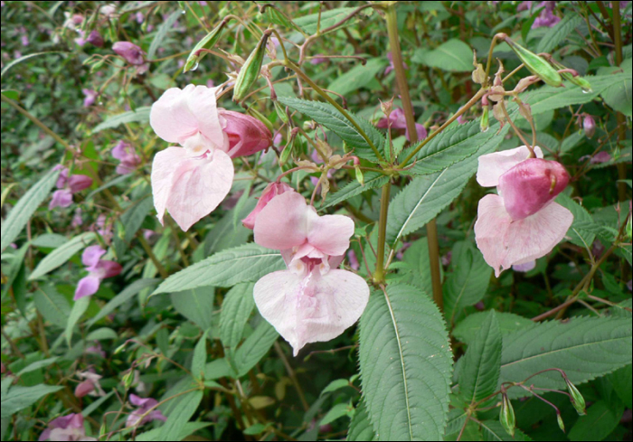 Impatiens glandulifera