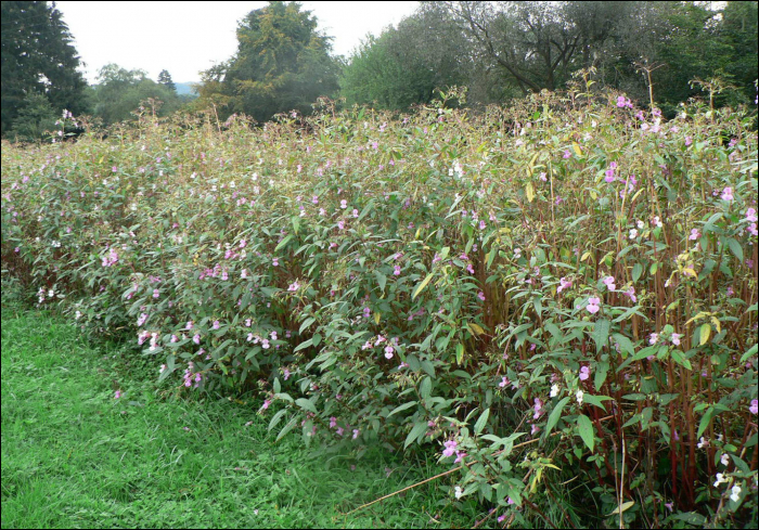 Impatiens glandulifera