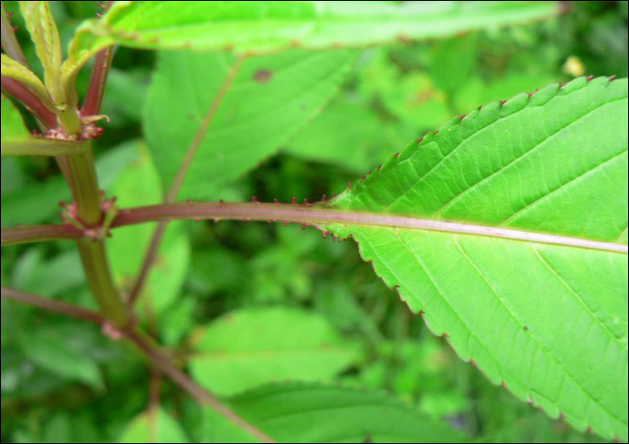 Impatiens glandulifera