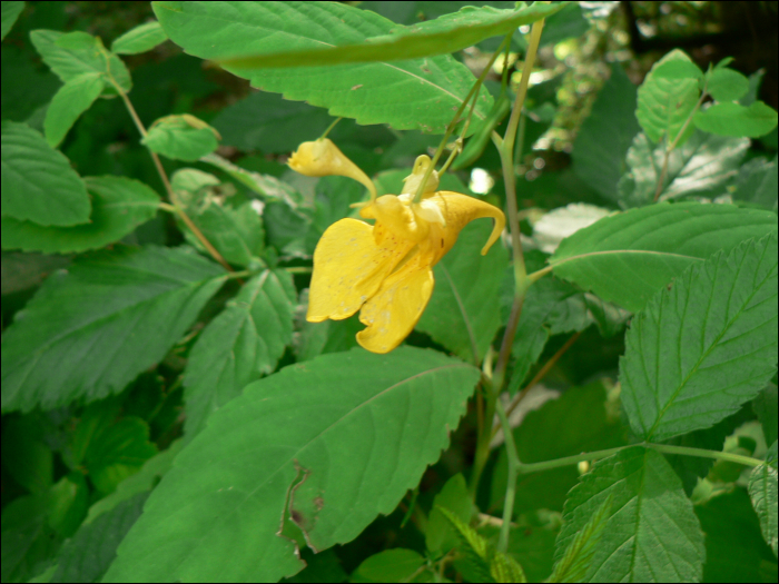 Impatiens noli-tangere L.