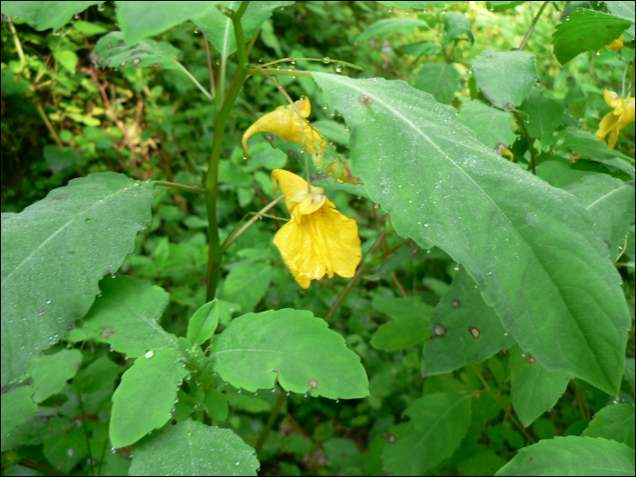 Impatiens noli-tangere L.