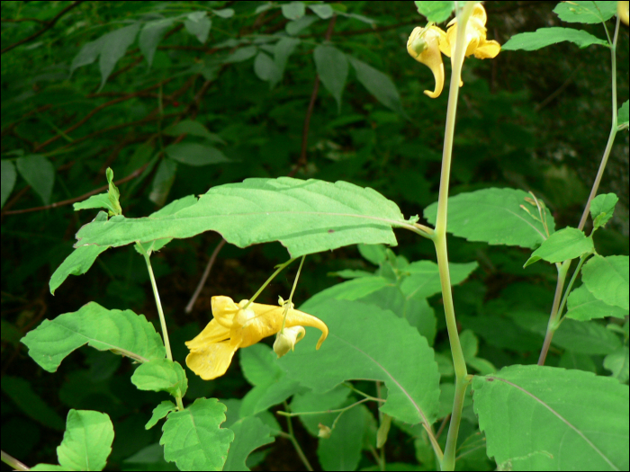 Impatiens noli-tangere L.