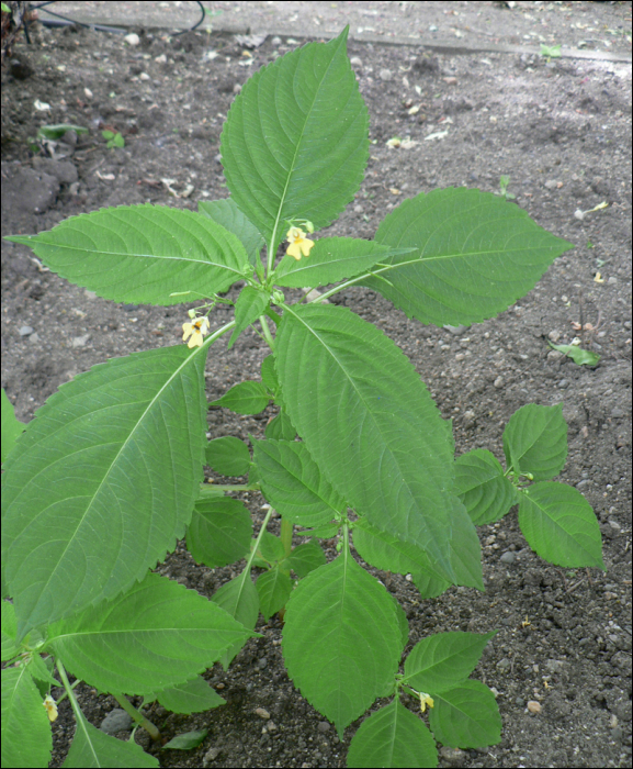 Impatiens parviflora