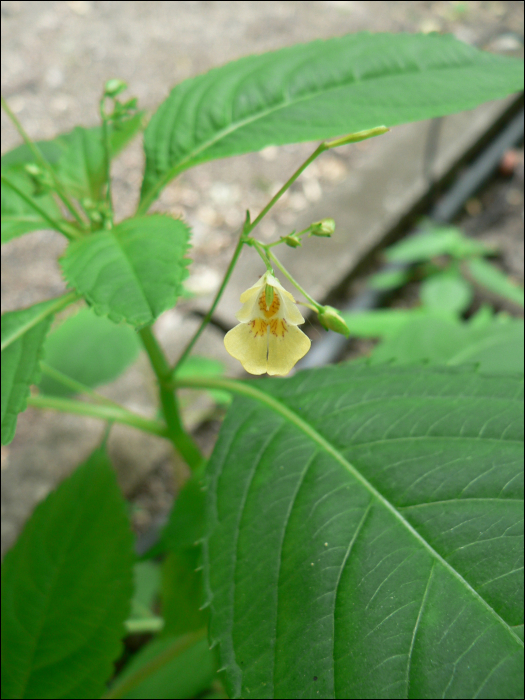 Impatiens parviflora