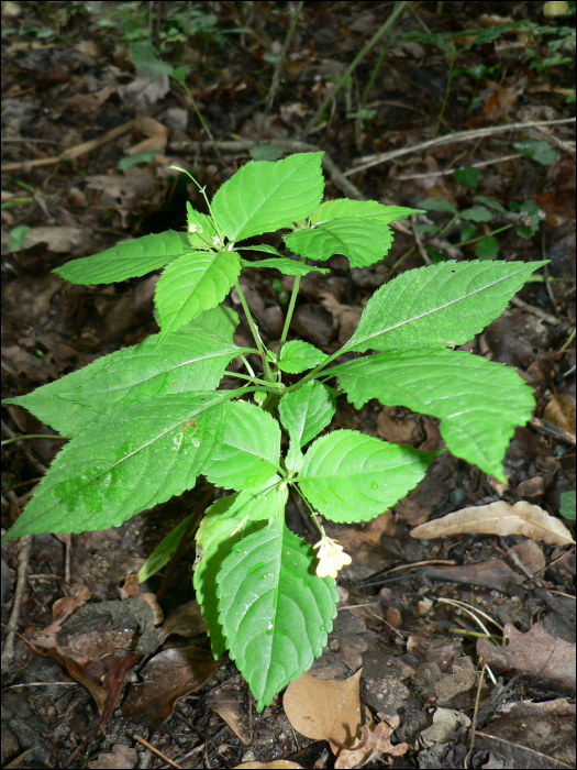 Impatiens parviflora