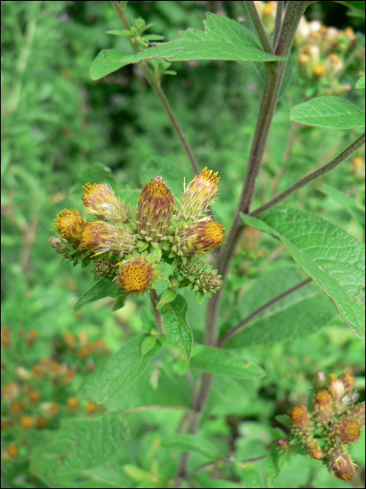 Inula coniyza