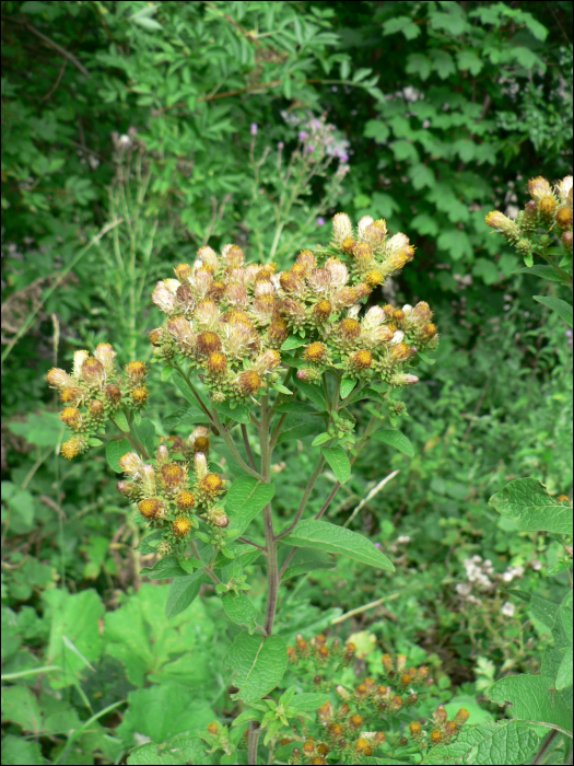 Inula coniyza