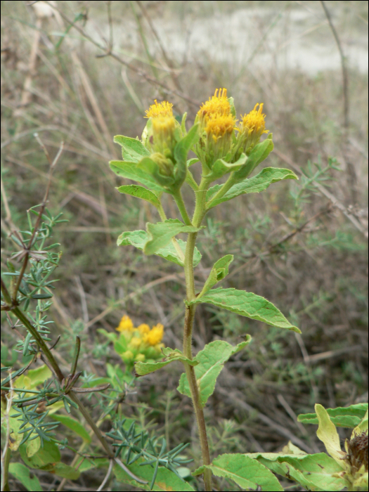 Inula coniyza