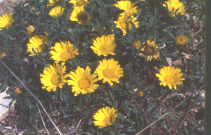 Inula crithmoïdes L.