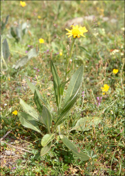 Inula montana L.