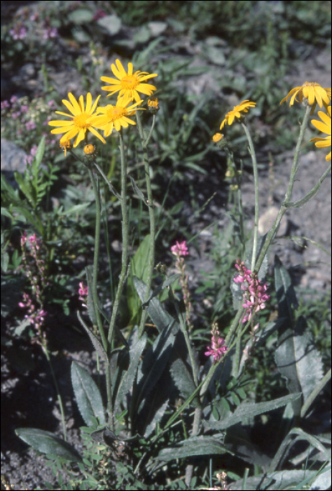 Inula montana L.