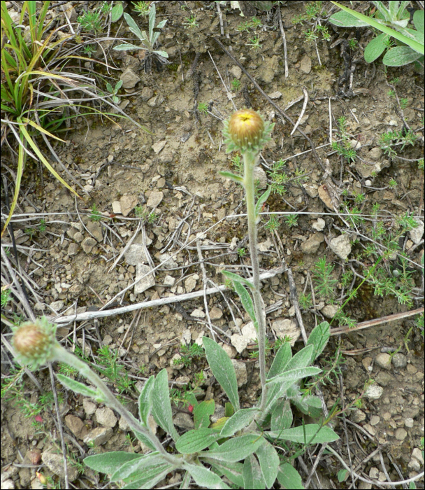 Inula montana L.