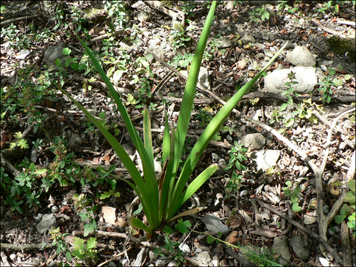 Iris foetidissima