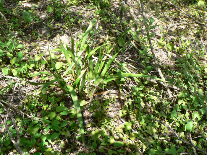 Iris foetidissima