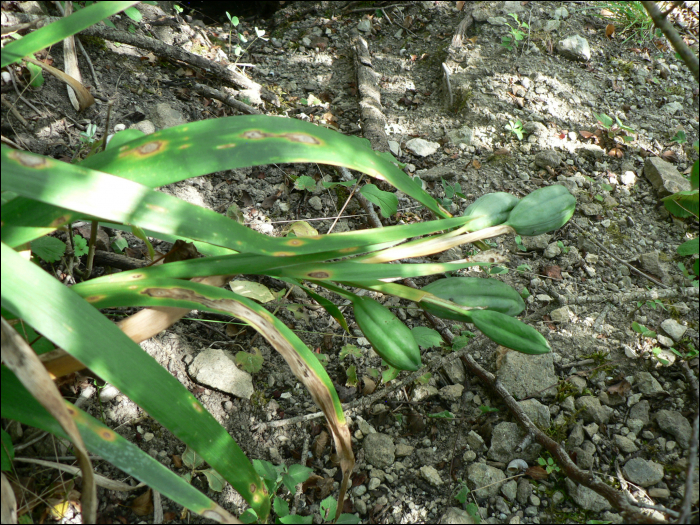 Iris foetidissima