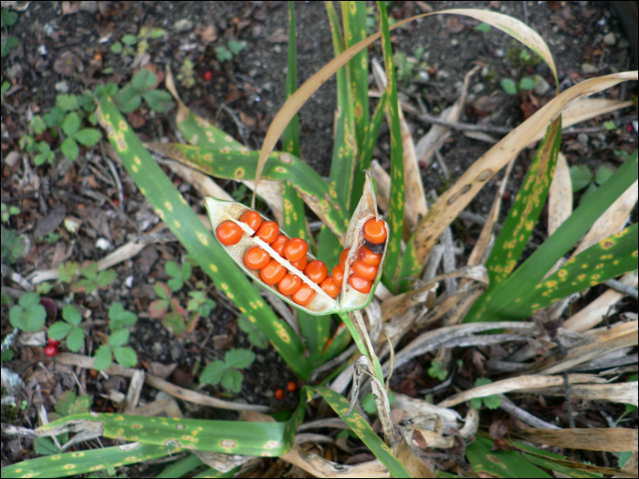 Iris foetidissima