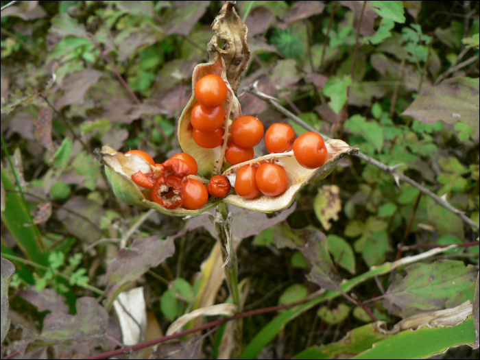 Iris foetidissima