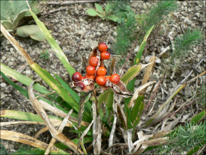 Iris foetidissima