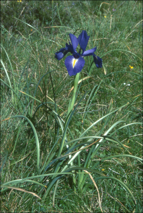 Iris latifolia (=Iris xiphioïdes)