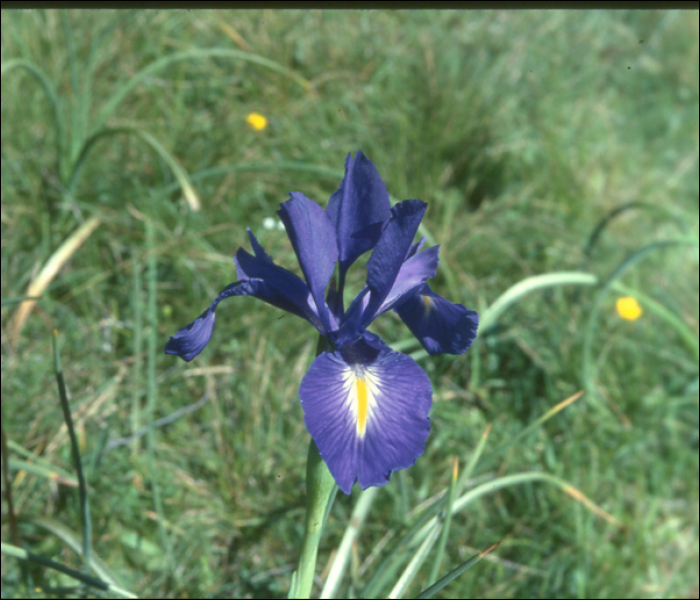 Iris latifolia (=Iris xiphioïdes)