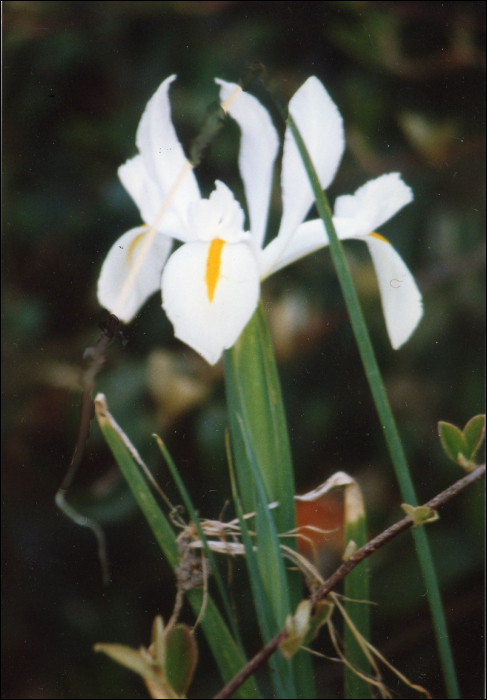 Iris latifolia (=Iris xiphioïdes)