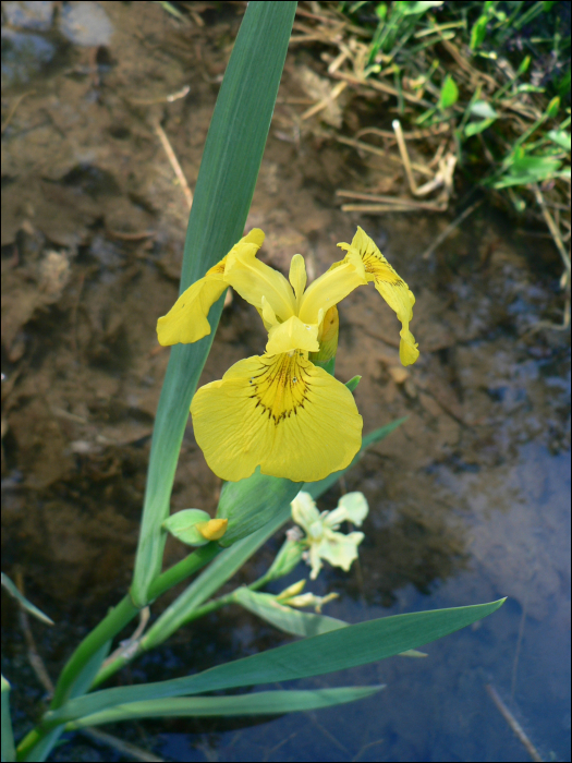 Iris pseudacorus L.