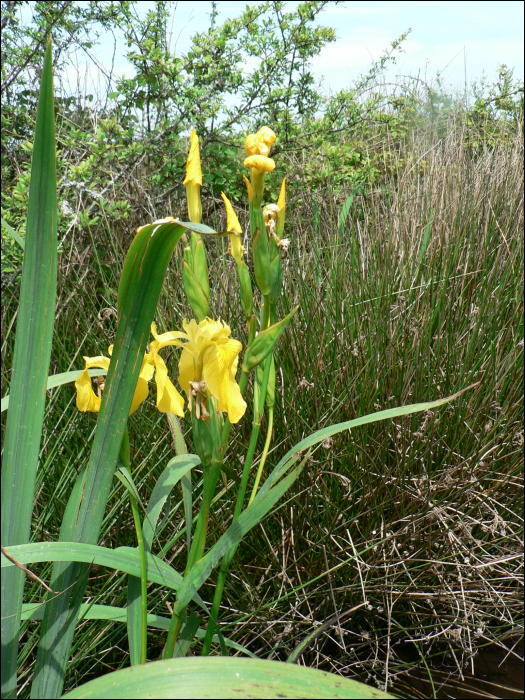 Iris pseudacorus L.