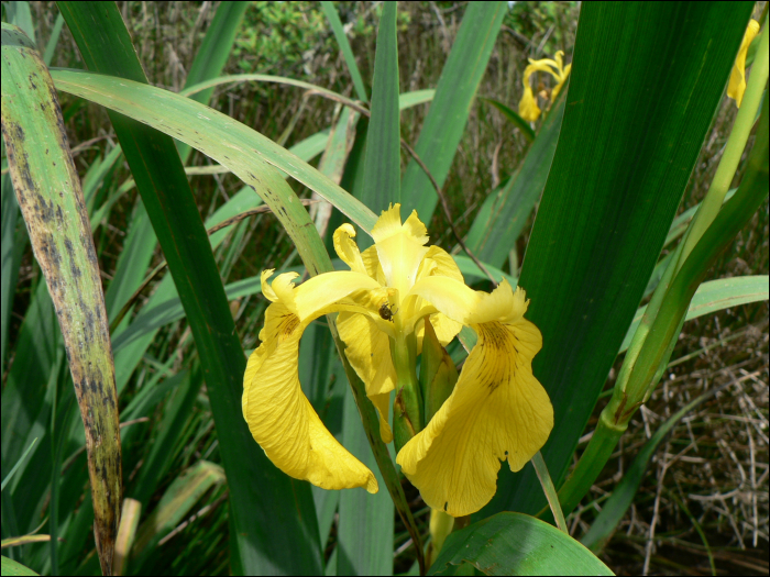 Iris pseudacorus L.